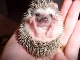 hedgehog-2