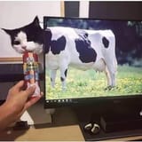 cow