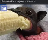 bat enjoys banana