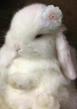 bun_CYUTE3