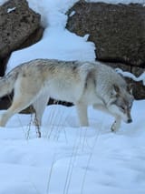 IMG_5823