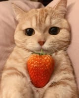 berrycat