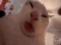 cat-cat-tongue_thumb.jpg