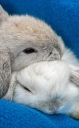 bun_cuddles