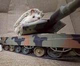 he_trusty_steed