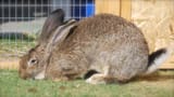 Flemish.giant_