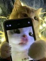 4sdy