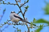 20240421_Schwanzmeise_(Aegithalos_caudatus)