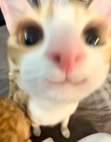GHeYxBrXQAAk1_O