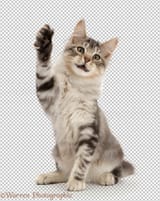 42480-Silver-tabby-kitten-with-raised-paw-waving-white-background