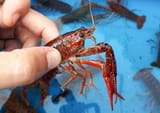craw