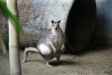 kangaroo