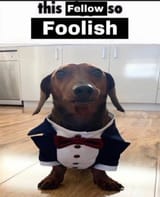 This-fellow-is-so-foolish