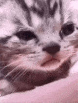 crying-cat-sad-cat
