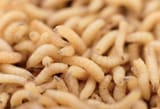 maggots_lede_photo_bigstock_2100-1338253568