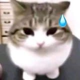 kittymeow