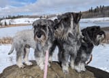 schnauzah2