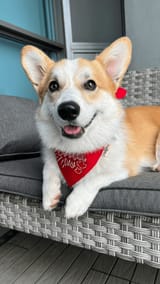PupPawApparel-CanadaDay-Miso1