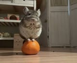 GV9oJidWsAADZd5