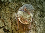 1280px-Mauritian_Tomb_Bat