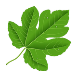 fig