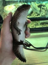 GursKtyXoAAOeE-