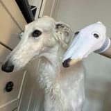 Fgqr42nXoAMdSGP