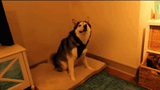 dog-woof