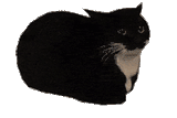 maxwell-cat