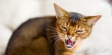 hissing-cat-1