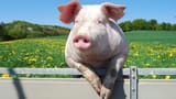 pig-fence