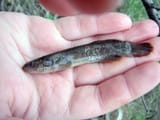6022496_web1_PRINTBLACKFISH