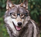 wolf