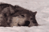 wolf
