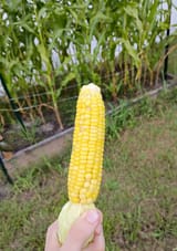 IMG_20250704_192714143~2