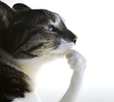the thinker