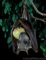 C0021537-Hammer-headed_Bat-SPL2