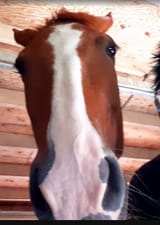 schon deutsch madchen hanoverian