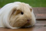 sheltie_guinea_pig_l-1915698180