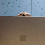 edgehog