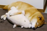maru-instadog