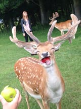 happy_deer