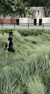 galloping-gay