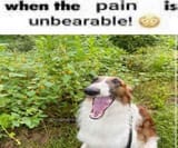 Thread 40485739 OP Image