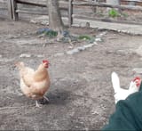 cocksparrer