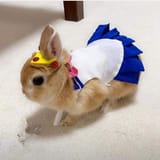 bun_SAILOR_BUN