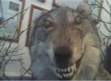 wolf