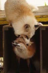 fox_nommed