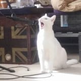 howling cat