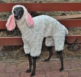 a_wolf_in_sheeps_clothing____